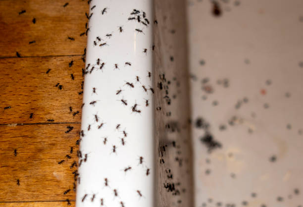 Best Emergency Pest Control  in Pine Nyon, CA