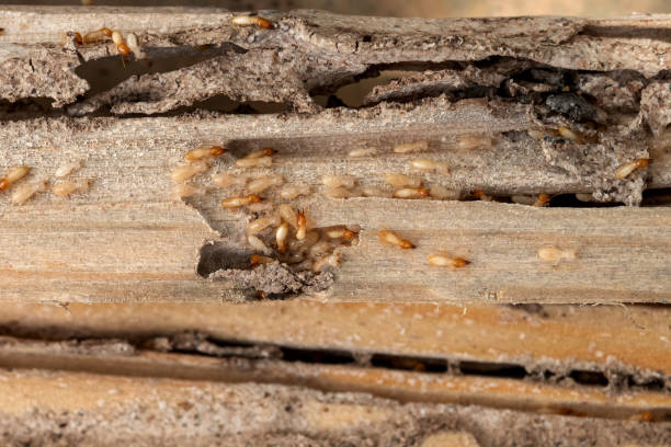 Best Pest Inspection Near Me  in Pine Nyon, CA