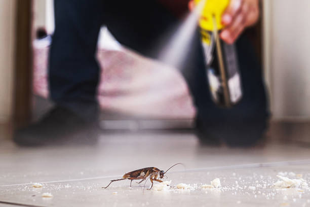 Best Insect Control  in Pine Nyon, CA